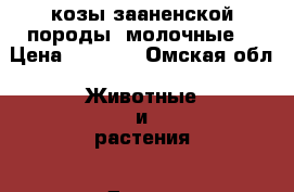 козы зааненской породы- молочные. › Цена ­ 5 000 - Омская обл. Животные и растения » Другие животные   